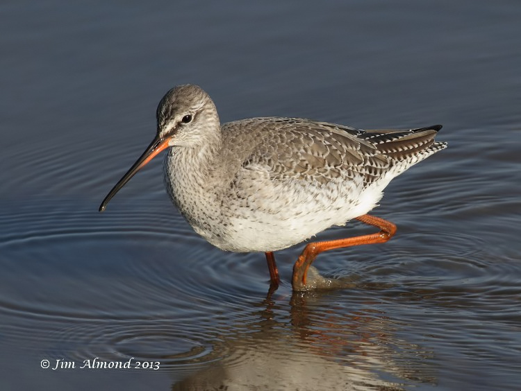 Spotted Redshank in shallow water Titchwell 2 3 13 IMG_4747